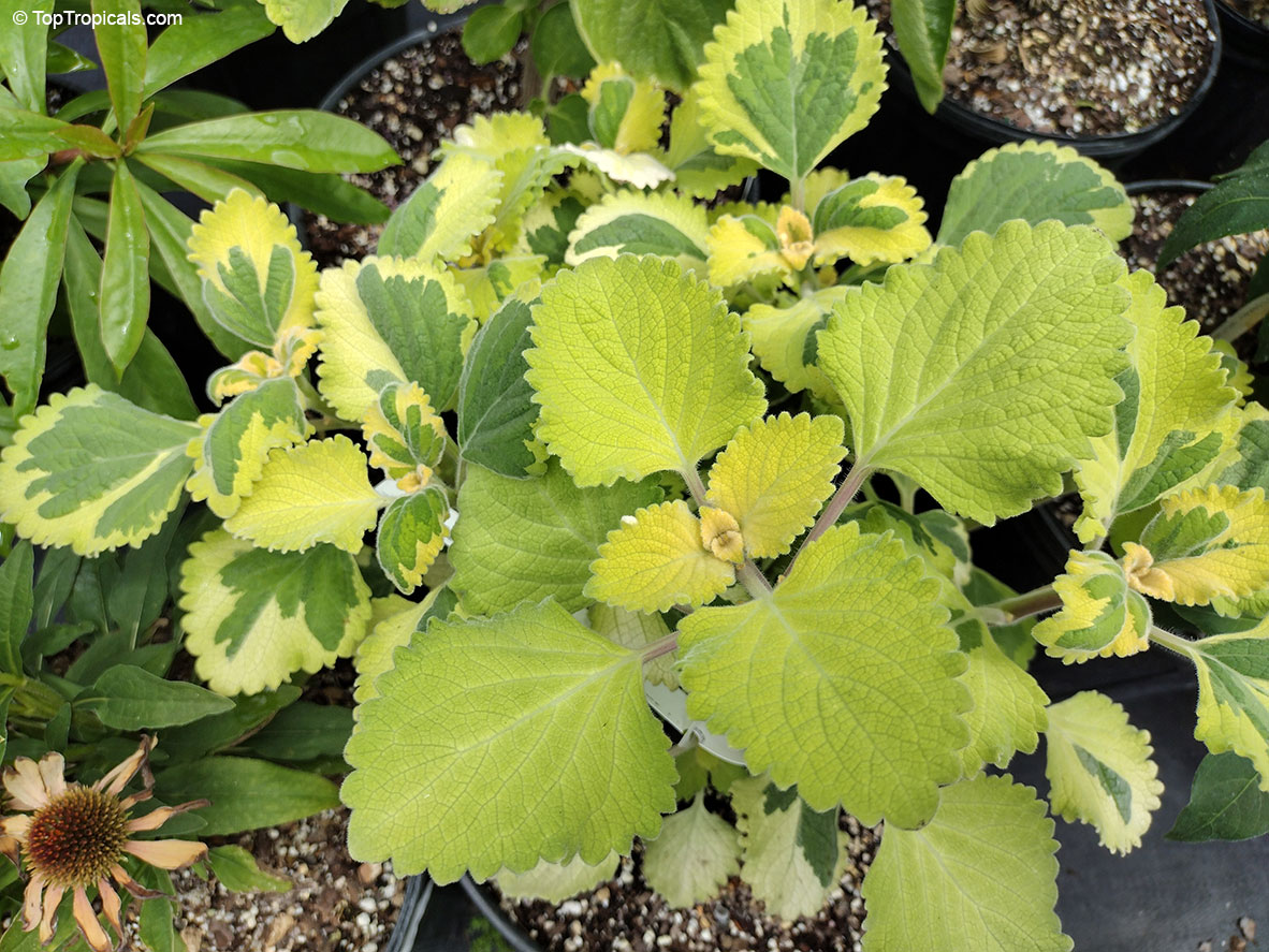 Plectranthus forsteri, Plectranthus nicodemus , Fragrant Plectranthus, Variegated Basil. Plectranthus forsteri 'Green On Green'