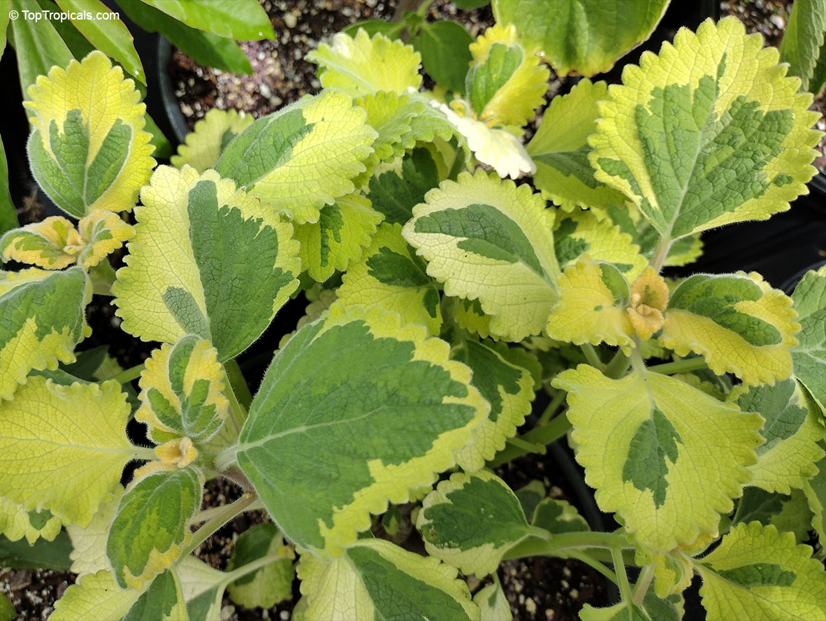 Plectranthus forsteri, Plectranthus nicodemus , Fragrant Plectranthus, Variegated Basil. Plectranthus forsteri 'Green On Green'