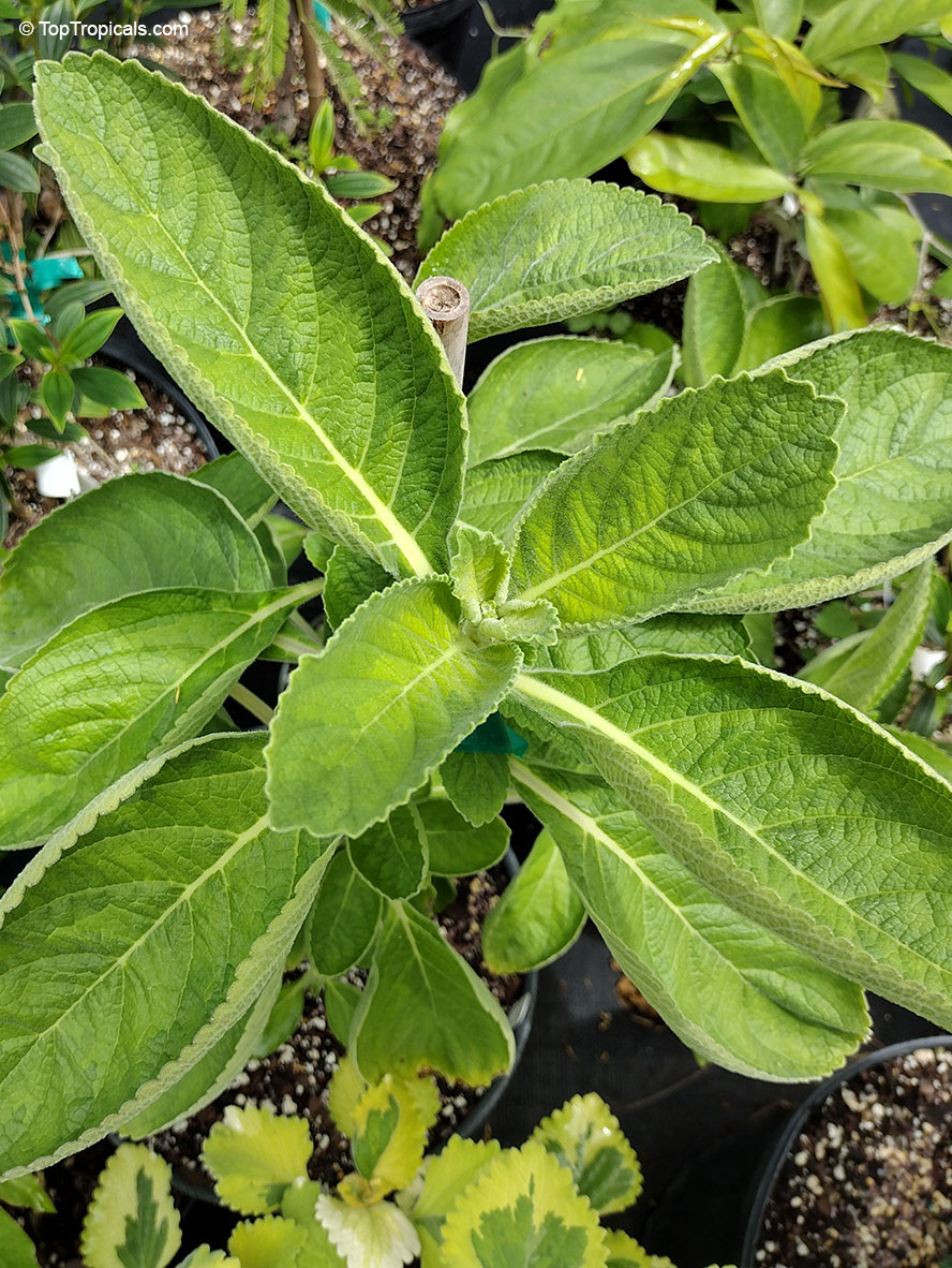 Coleus barbatus, Plectranthus barbatus, Indian Coleus. Coleus barbatus var. grandis