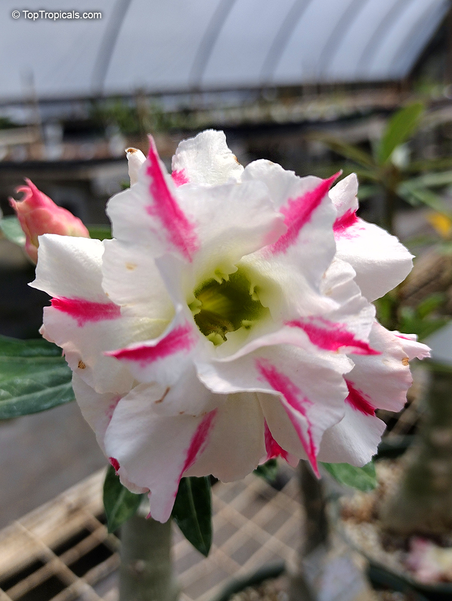 Adenium hybrid (double flower), Double Flower Desert Rose Hybrid. Adenium 'White Rabbit'