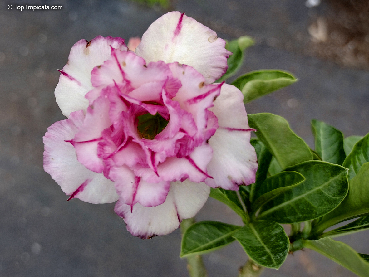 Adenium hybrid (double flower), Double Flower Desert Rose Hybrid. Adenium 'Carnation' 