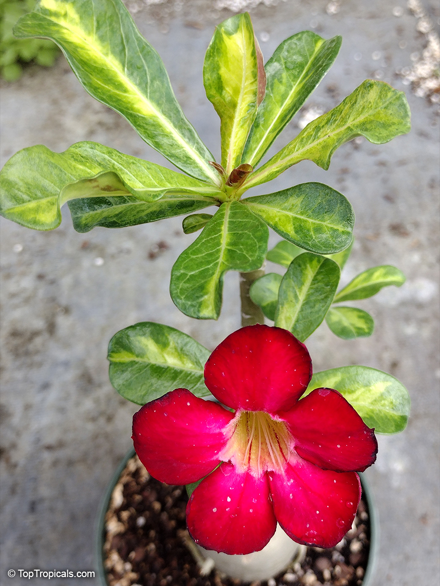 Adenium hybrid (single flower), Desert Rose, Impala Lily, Adenium hybrids. Adenium 'Superbar'