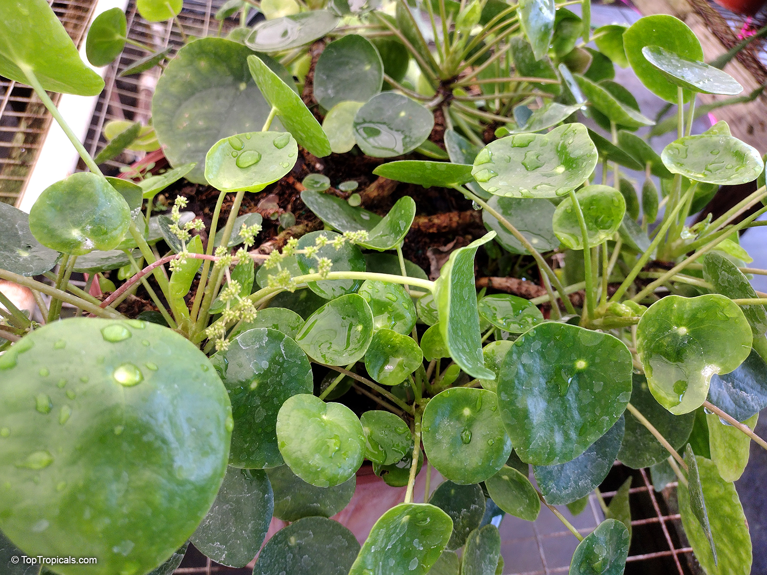 Pilea peperomioides, Chinese Money Plant, Missionary Plant, lefse Plant, Pancake Plant, UFO plant