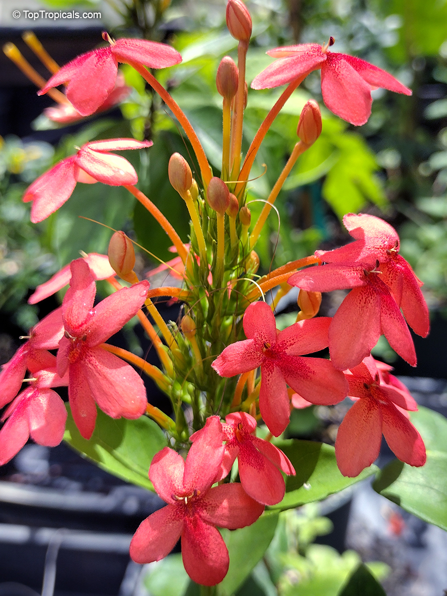 Ruspolia hypocrateriformis, Ruddy Rose, Pricklybush