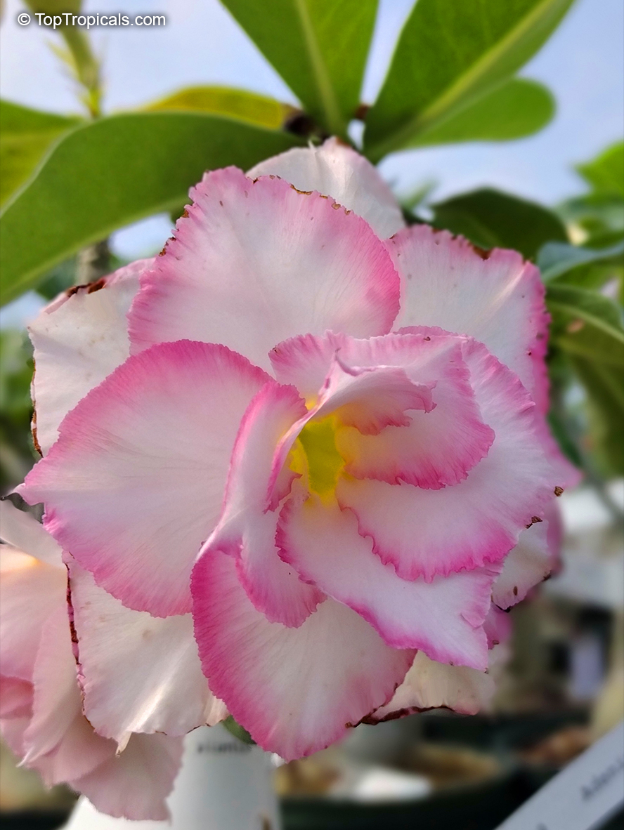 Adenium hybrid (double flower), Double Flower Desert Rose Hybrid. Adenium 'Chandra'