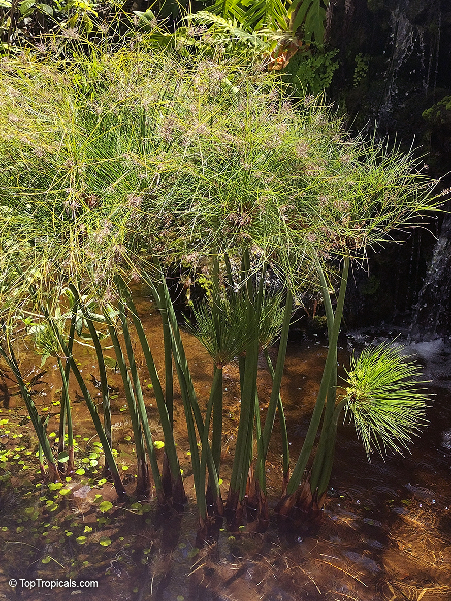 Cyperus papyrus, Papyrus, Paper Reed, Nile Grass. Cyperus papyrus 'Dwarf Form' 