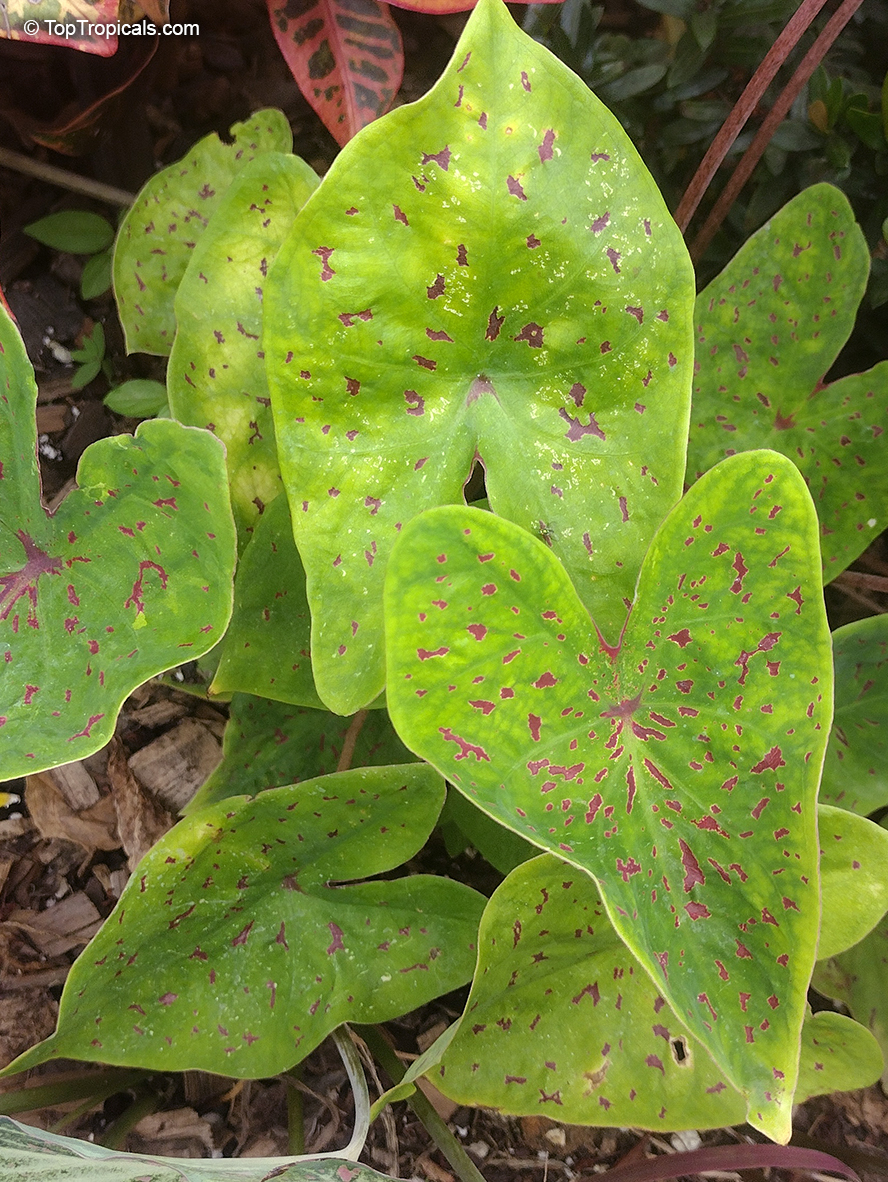 Caladium bicolor, Caladium, Fancy Leaved Caladium