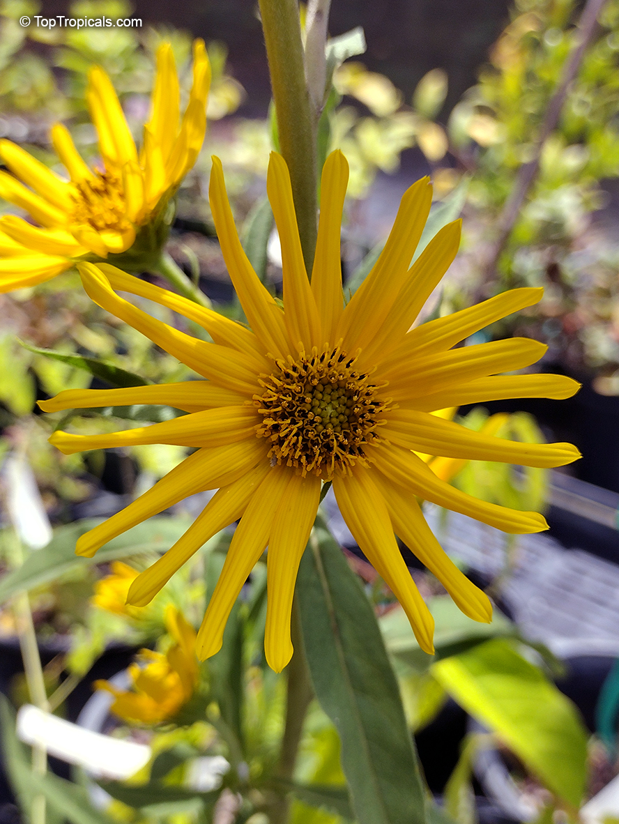 Helianthus maximiliani, Maximilian Sunflower