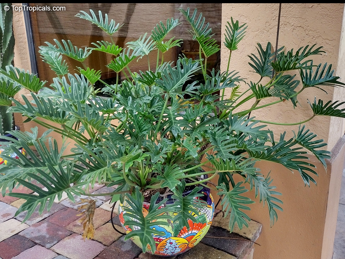 Philodendron xanadu, Thaumatophyllum xanadu, Philodendron