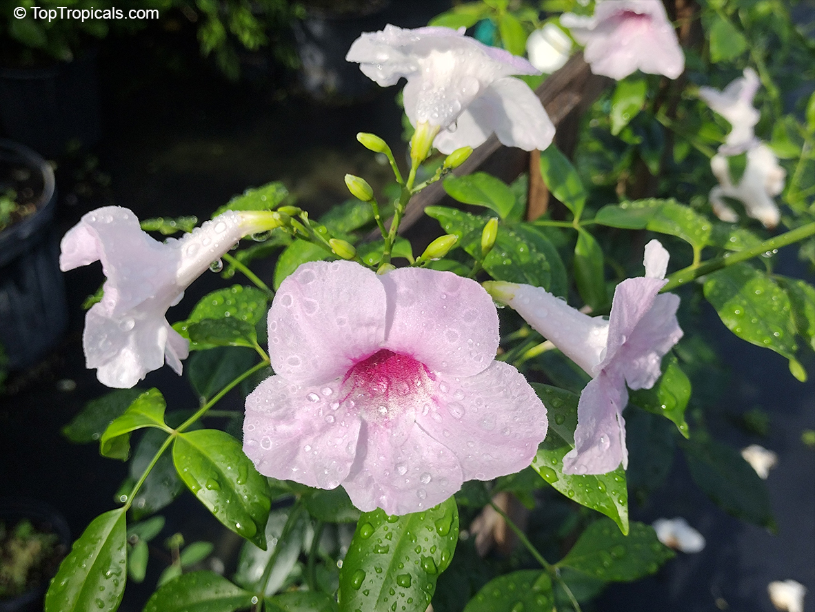 Pandorea jasminoides Rosea, Southern bell. Pandorea 'Pink Supreme'