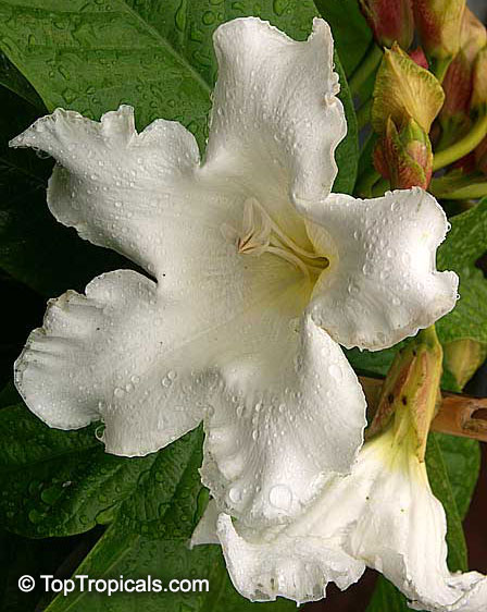 Beaumontia murtonii - Nepal Trumpet Flower