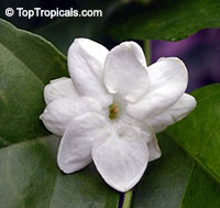 Jasminum sambac Maid of Orleans - 3 gal pot

Click to see full-size image