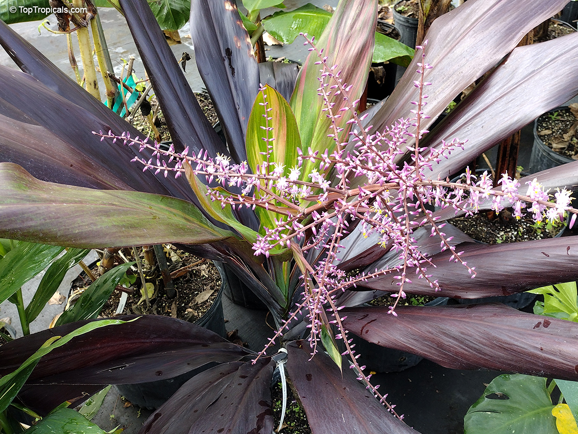 Cordyline fruticosa, Cordyline terminalis, Hawaiian Ti Leaf. Cordyline fruticosa 'Black magic'