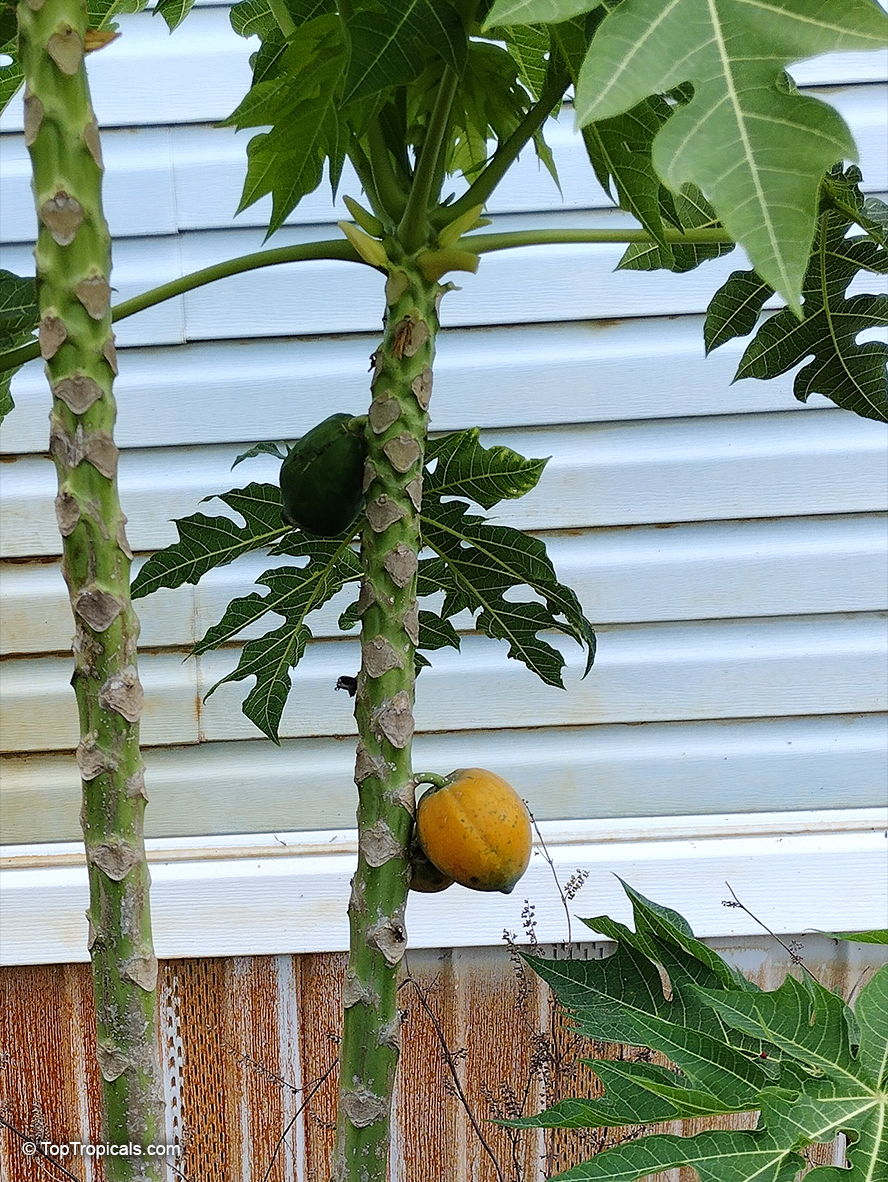 Carica papaya, Papaya