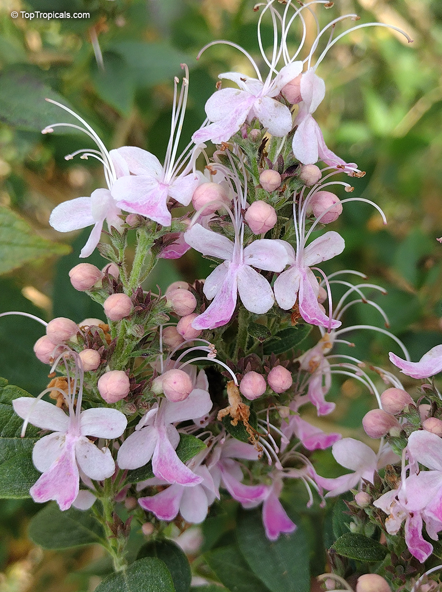 Clerodendrum mastacanthum, Rotheca mastacantha, Rotheca mastacanthus, Rotheca macrodonta, Pink Butterfly Bush