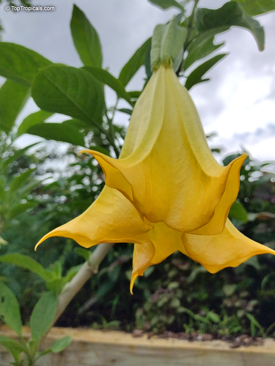 Brugmansia hybrid Yellow, Angels Trumpet. Brugmansia 'Jean Pasco'