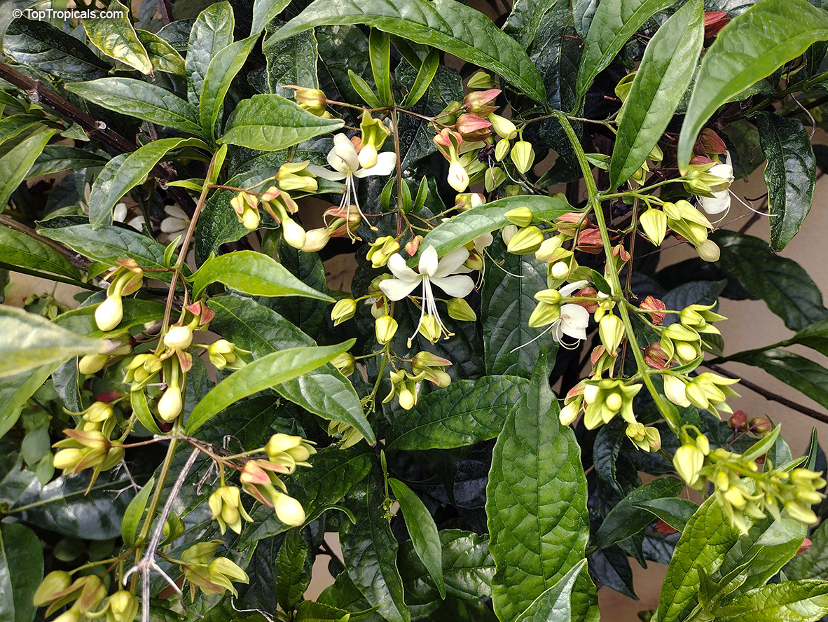 Clerodendrum laevifolium, Clerodendrum wallichii, Clerodendrum nutans, Bridal veil, Nodding Clerodendron