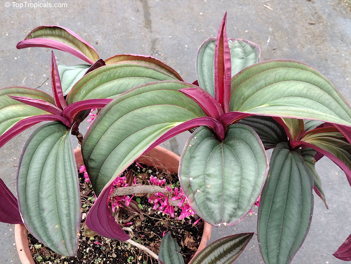 Medinilla &apos;Gregori Hambali&apos;, Medinilla coccinea &apos;Gregori Hambali&apos;, Purple Medinilla 
