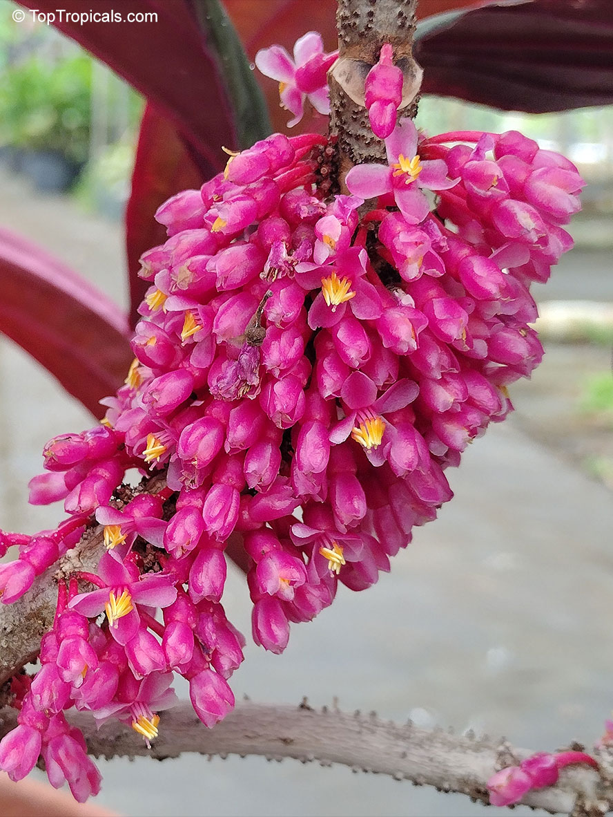 Medinilla &apos;Gregori Hambali&apos;, Medinilla coccinea &apos;Gregori Hambali&apos;, Purple Medinilla 