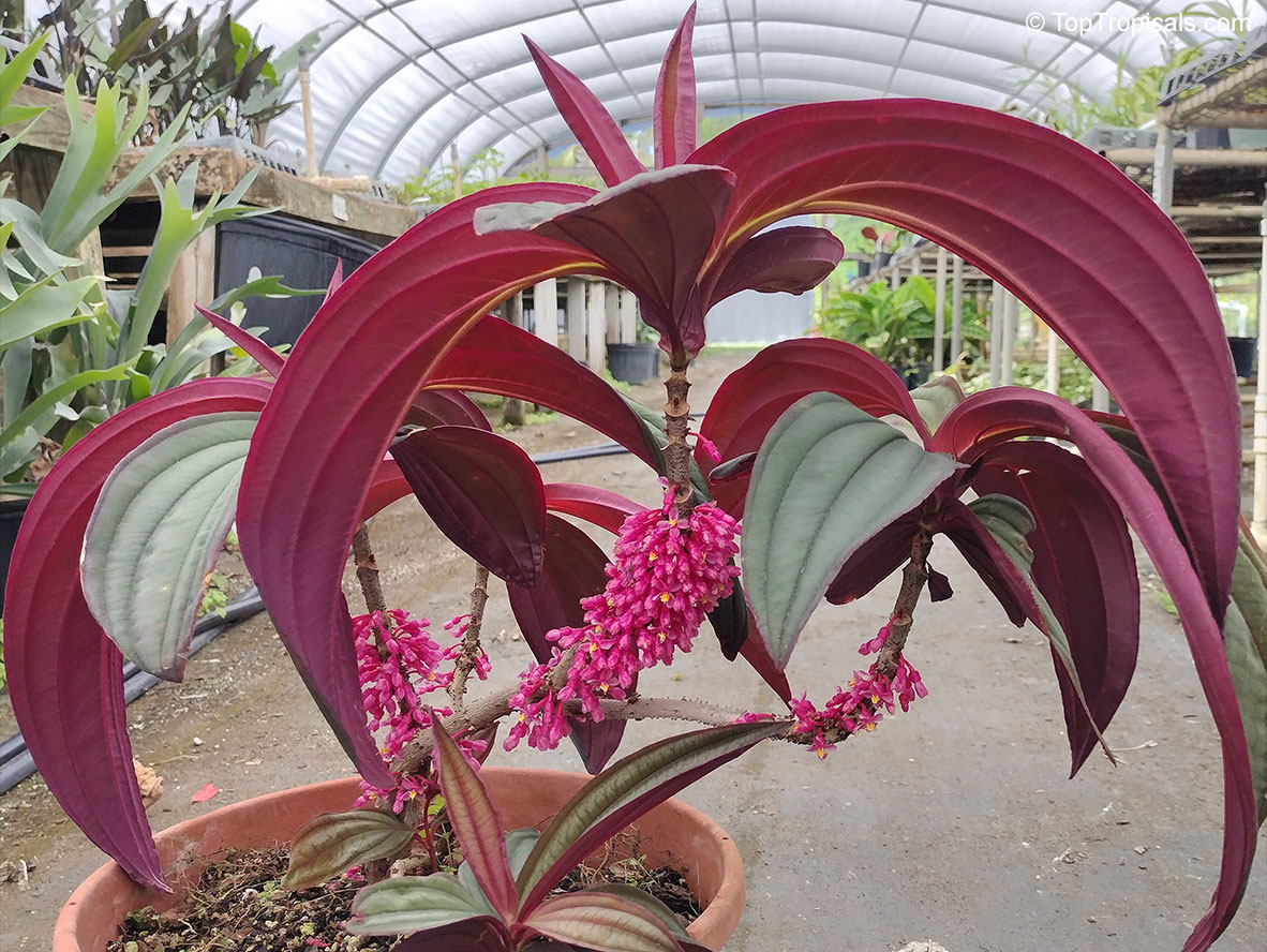 Medinilla &apos;Gregori Hambali&apos;, Medinilla coccinea &apos;Gregori Hambali&apos;, Purple Medinilla 