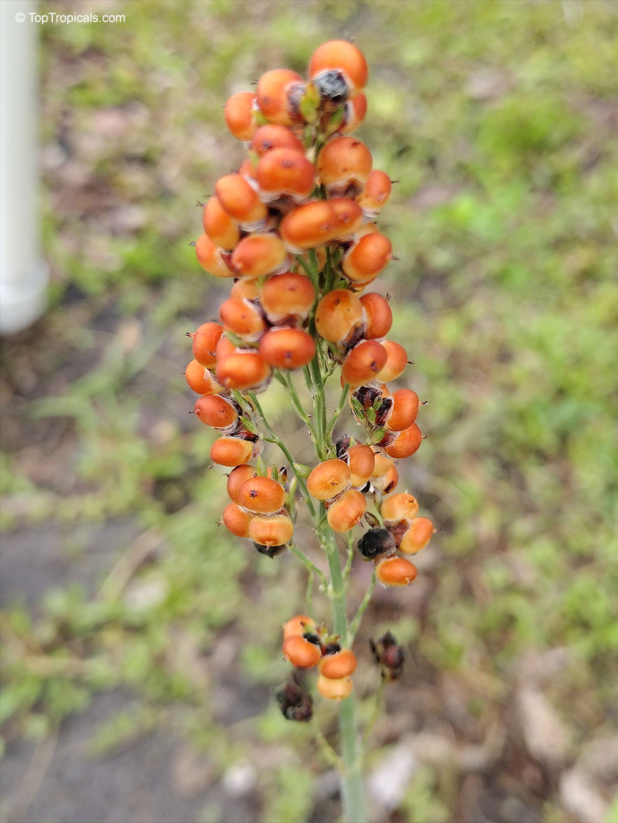 Sorghum bicolor, Great Millet, Broomcorn, Milo. Sorghum bicolor. The grains of Sorghum bicolor can vary in color, including white, yellow, red, brown, and even black.