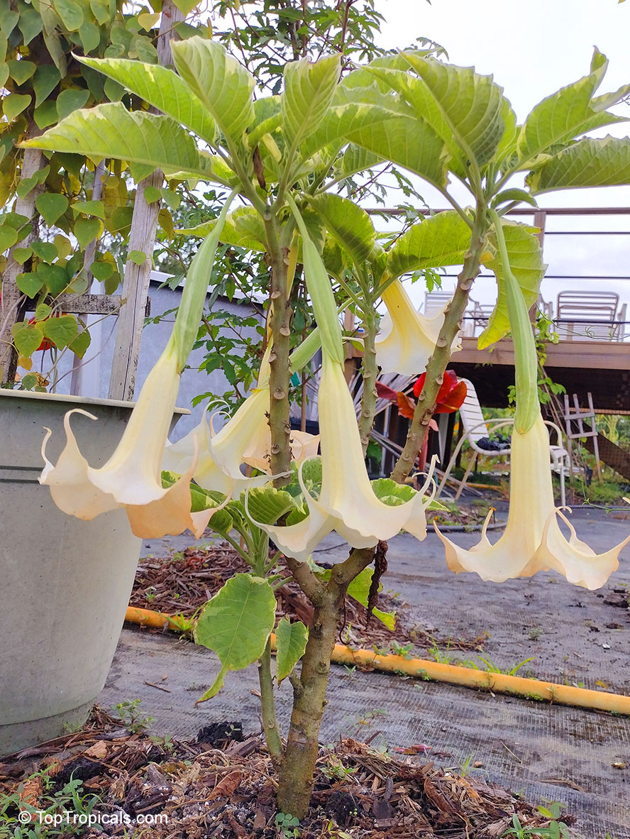 Brugmansia X candida, Datura candida, Angel&apos;s Trumpet. Brugmansia 'Variegated Orange'. Brugmansia x candida 'Variegated Orange': Large, trumpet-shaped blooms in soft creamy-peach tones with a dramatic, pendulous form.