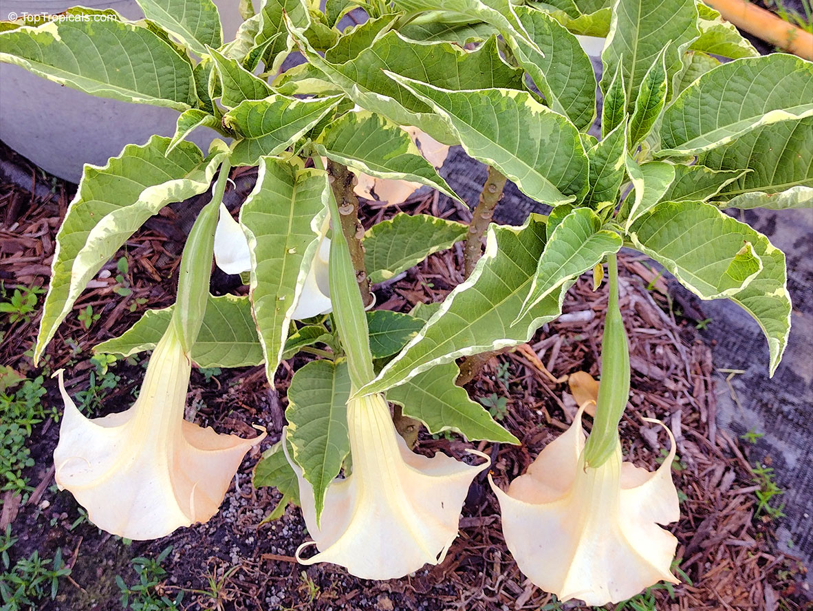 Brugmansia X candida, Datura candida, Angel&apos;s Trumpet. Brugmansia x candida 'Variegated Orange': Distinctive creamy-edged foliage provides striking contrast to the soft peach trumpet flowers.