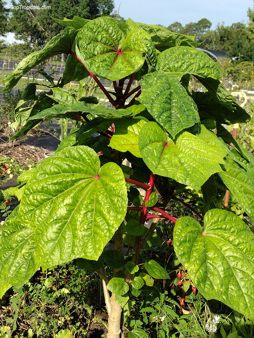 Abelmoschus manihot, South Sea Salad Tree, Bele tree, Sunset Muskmallow, Sunset Hibiscus, Hibiscus Manihot. Abelmoschus manihot 'Kiko's Salad Tree'