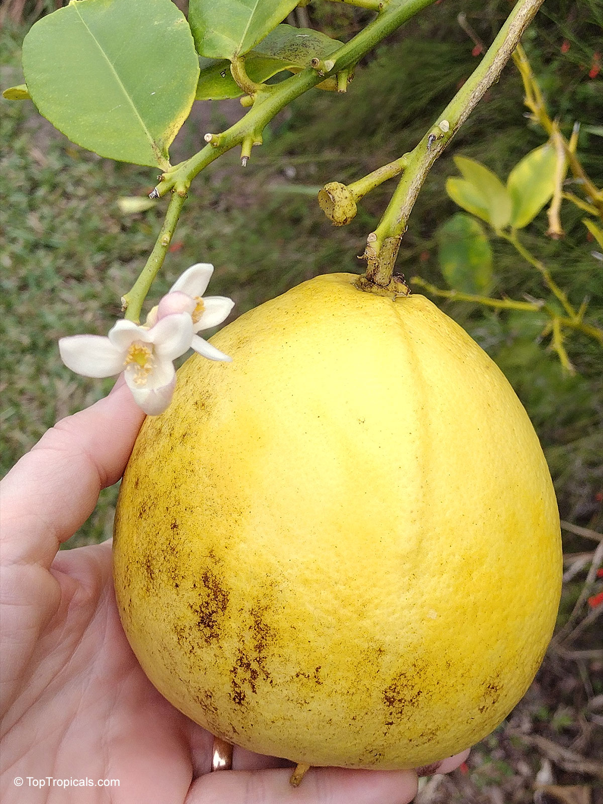Citrus maxima (Pomelo) holding a yellow fruit next to a small white flower on stem. Citrus maxima (Pomelo) with large yellow fruit and small white flower, close up shot.