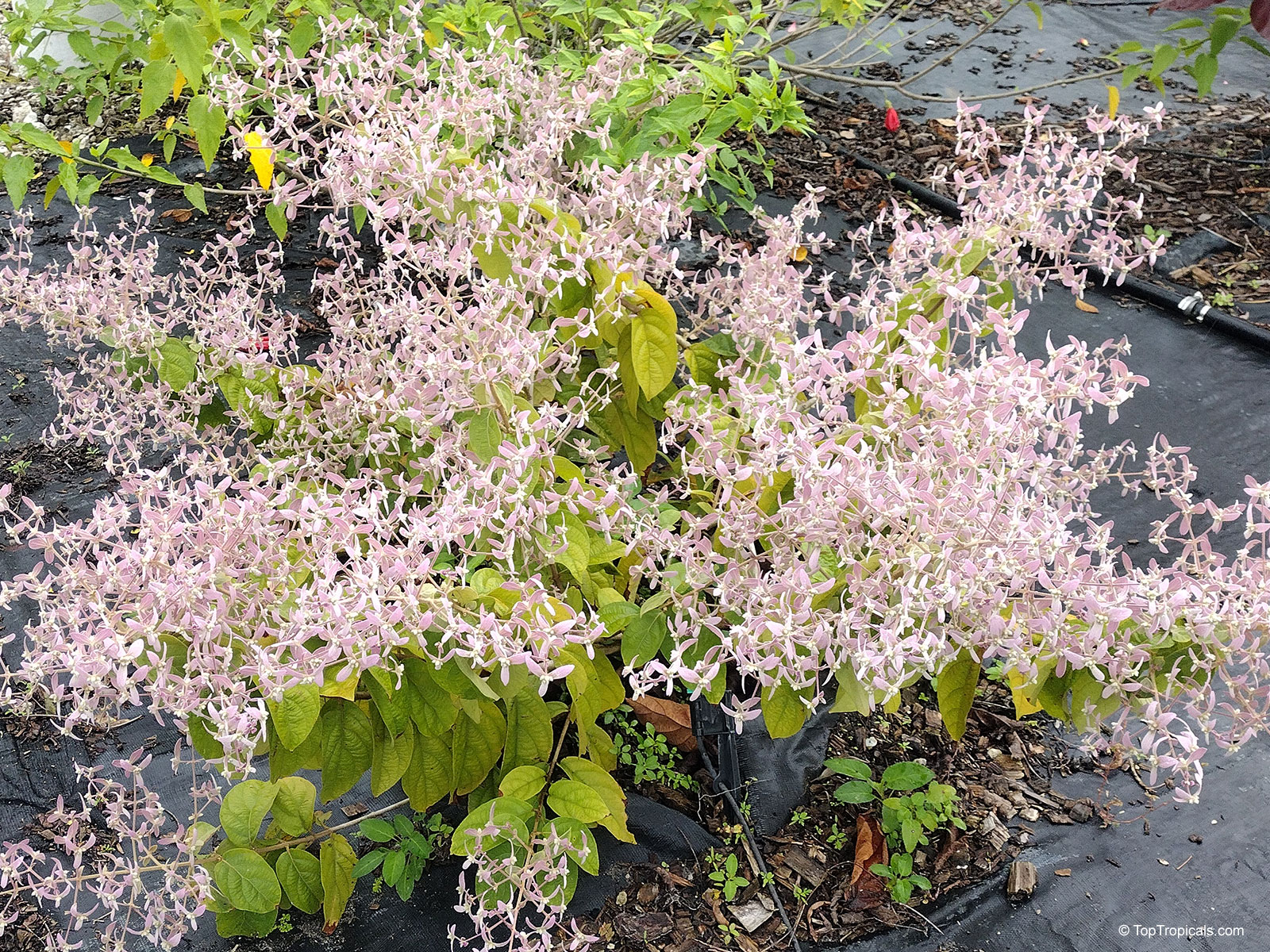 Congea tomentosa (Wooly Shower Orchid Bush) covered in many small light pink flower clusters. Congea tomentosa (Wooly Shower Orchid Bush) pink flowers cover the entire plant.