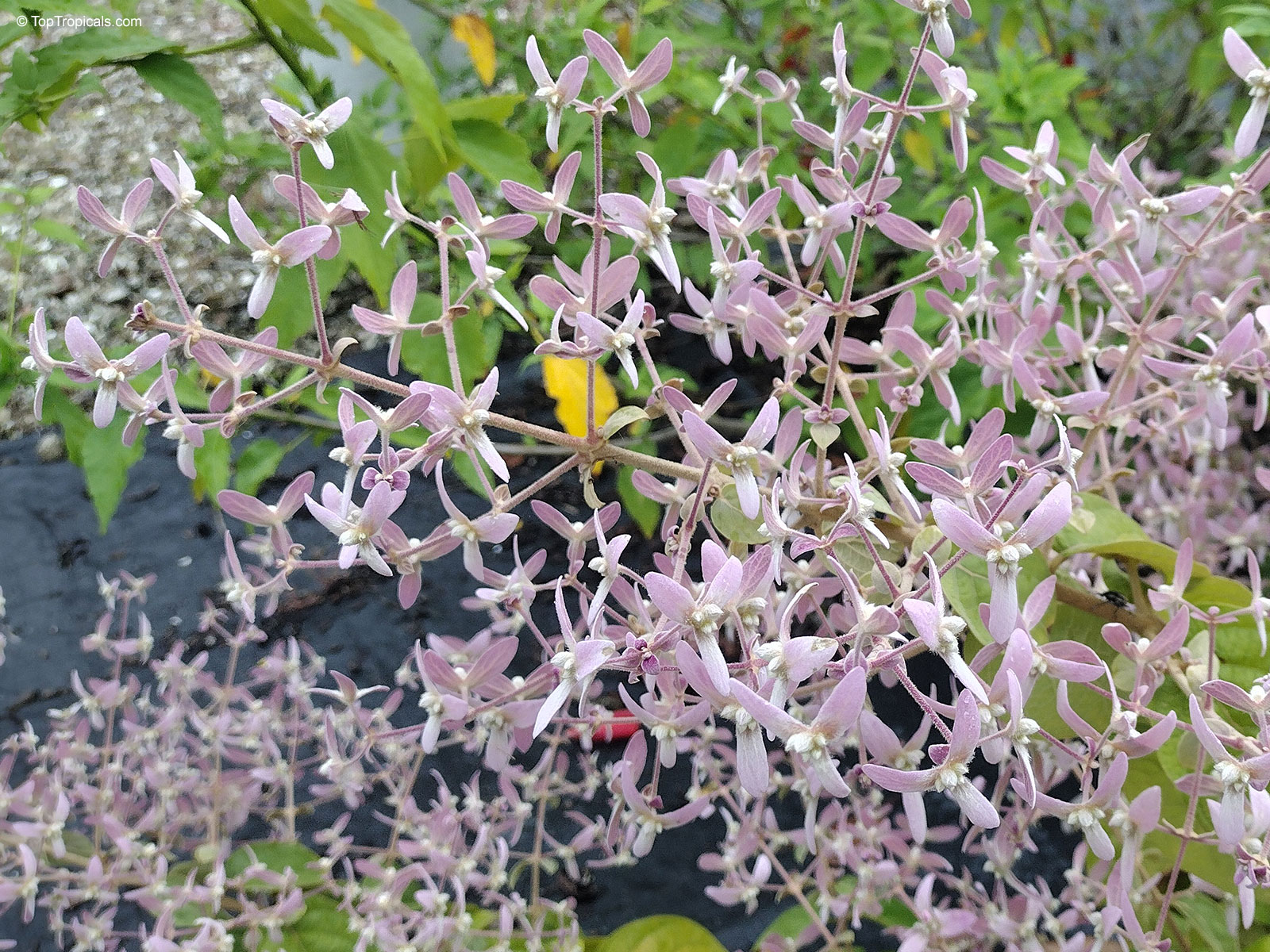 Congea tomentosa (Wooly Shower Orchid Bush) with clusters of small pink star-like flowers. Congea tomentosa (Wooly Shower Orchid Bush) pink flower, close up on branching stems.