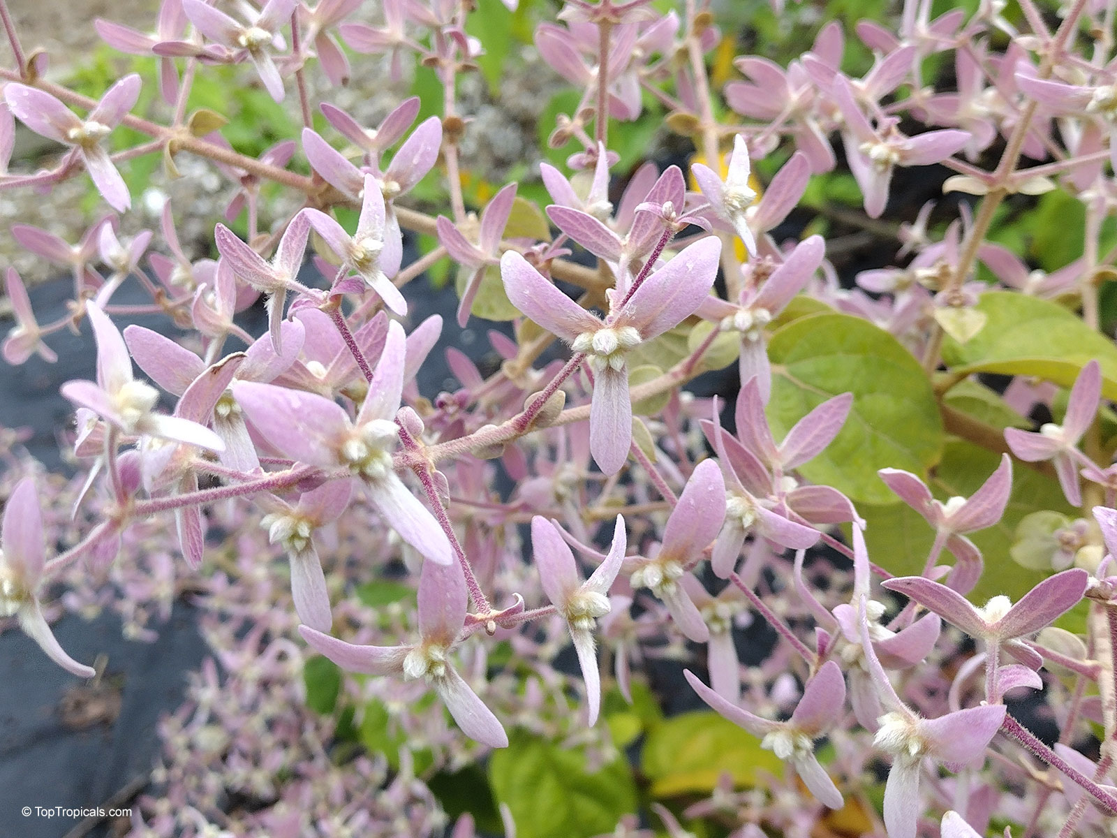 Congea tomentosa (Wooly Shower Orchid Bush) light pink flowers growing in dense clusters. Congea tomentosa (Wooly Shower Orchid Bush) with light pink flower clusters close up.