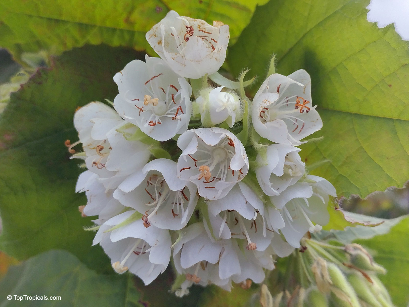 Dombeya burgessiae (Pink Wild Pear) white flower cluster surrounded by large, fuzzy green leaves. Dombeya burgessiae (Pink Wild Pear) white flower close up on green foliage background