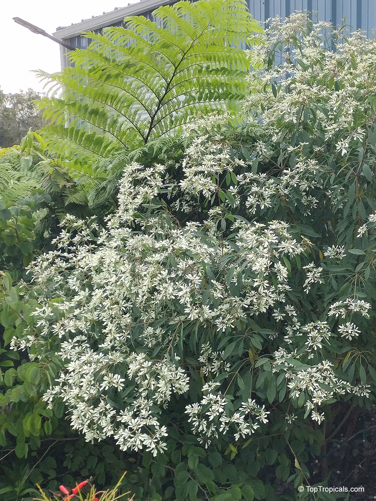 Euphorbia leucocephala (Pascuita) covered in masses of white flowers and lush green foliage. Euphorbia leucocephala (Pascuita) white flower plant with dense branches and oval green leaves.