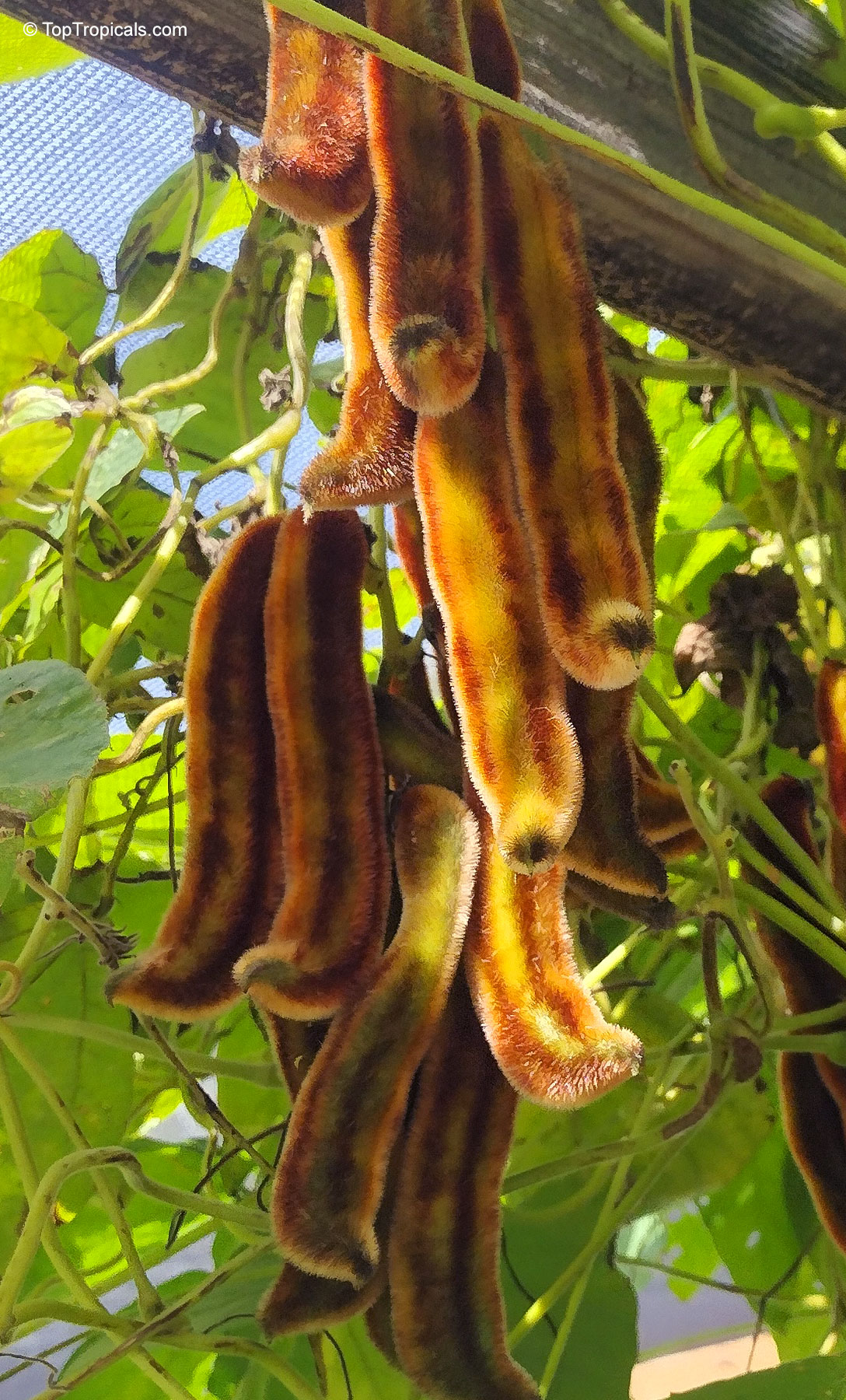 Mucuna pruriens (Nescafe) fruit hanging in clusters from green vines on a support structure. Mucuna pruriens (Nescafe) brown fuzzy fruit close up hanging from green vines and leaves.