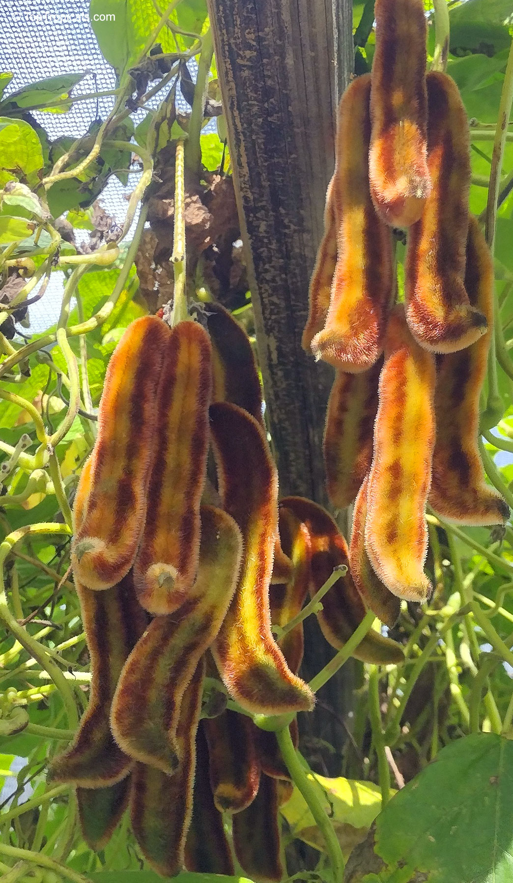 Mucuna pruriens (Nescafe) with brown fuzzy pods hanging from green climbing vines Mucuna pruriens (Nescafe) brown fuzzy fruit pods hanging from stems in a close up
