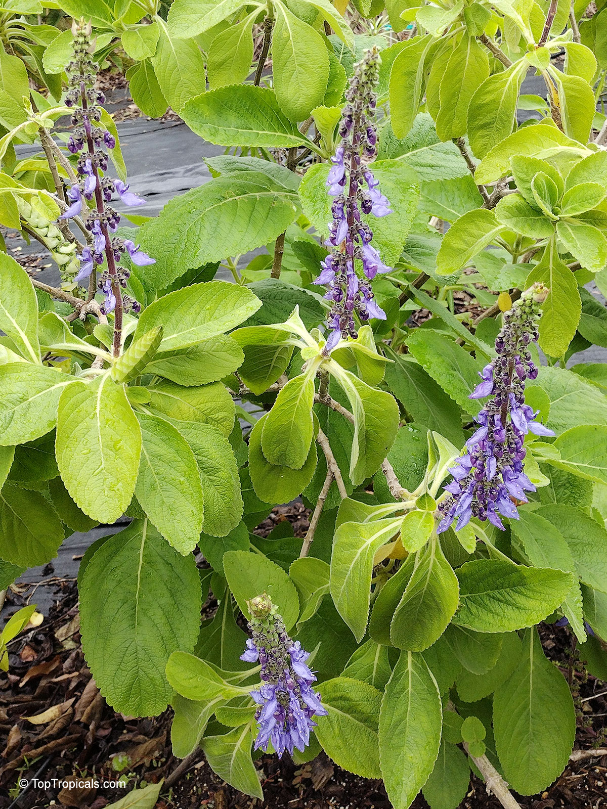 Plectranthus sp. (Plectranthus) purple flower spikes stand out against fuzzy light green oval leaves Plectranthus sp. (Plectranthus) purple flower stalks rising above textured lime green foliage leaves plant