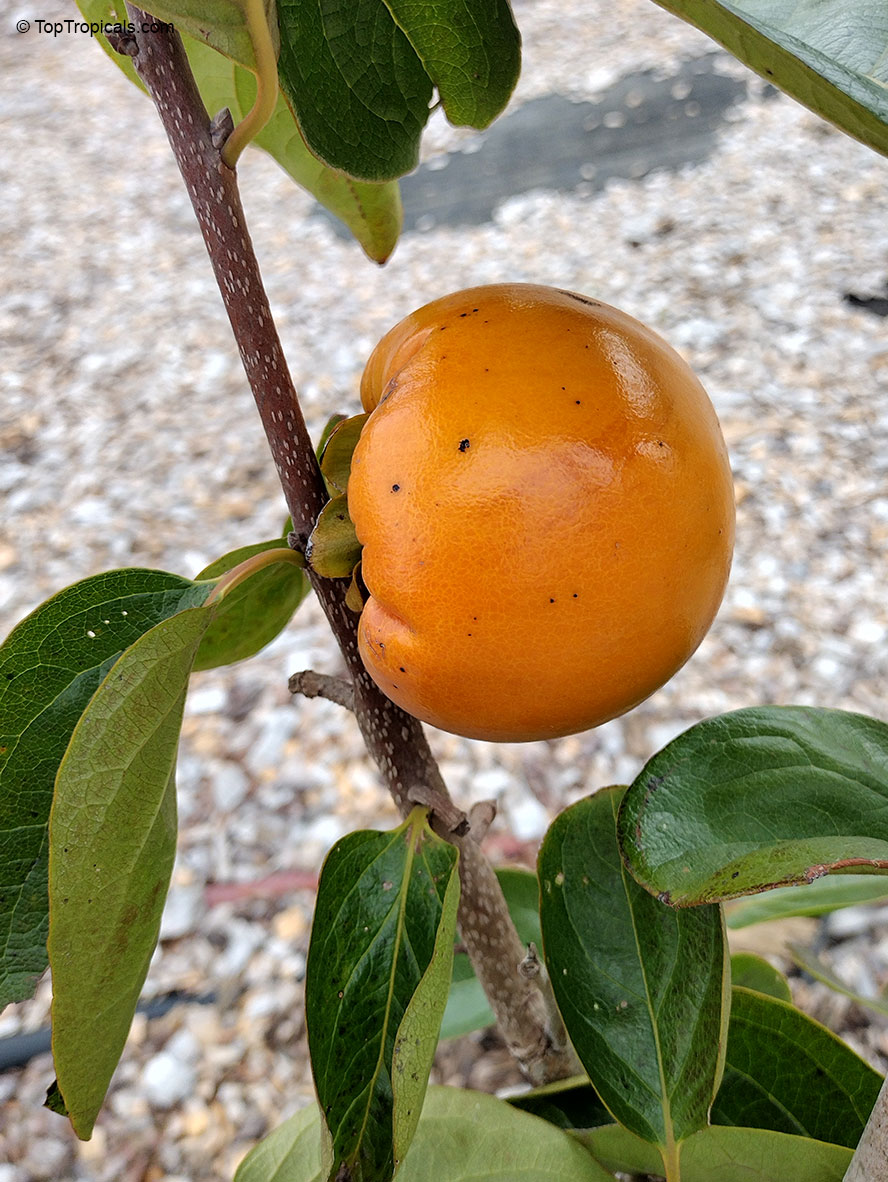 Diospyros kaki, Kaki, Japanese Persimmon, Oriental Persimmon, Sharon Fruit. Diospyros kaki 'Fuyu' (Fuju)