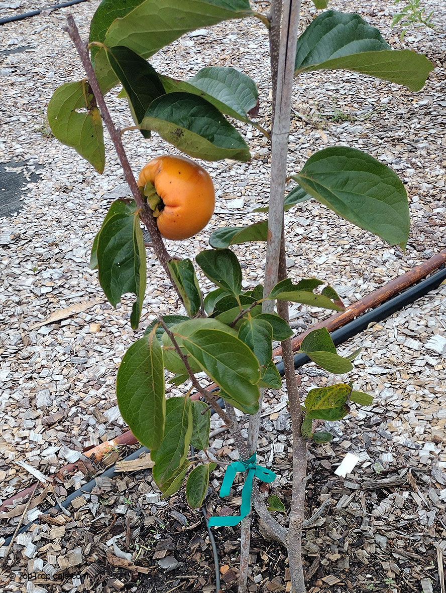 Diospyros kaki, Kaki, Japanese Persimmon, Oriental Persimmon, Sharon Fruit. Diospyros kaki 'Fuyu'(Fuju)