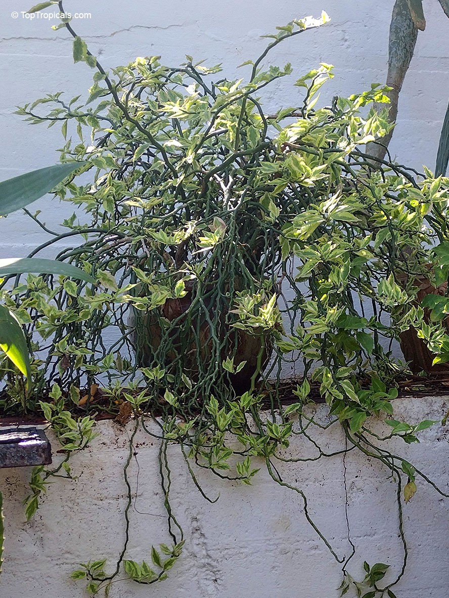 Euphorbia tithymaloides, Pedilanthus tithymaloides, Devil&apos;s backbone, Zigzag plant, Jacob&apos;s ladder