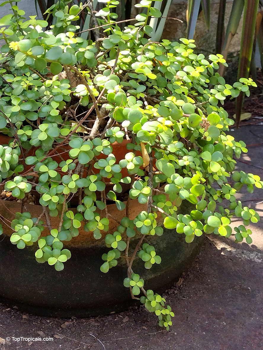 Portulacaria afra, Elephant&apos;s Food, Elephant Bush, Baby Jade, Crassula Portulacaria