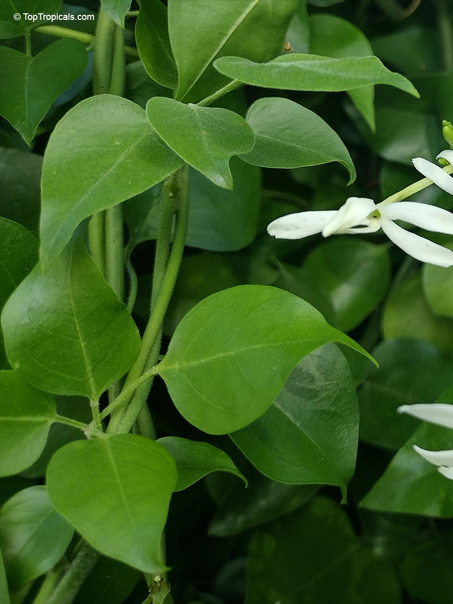 Jasminum fluminense, Jasminum azoricum var. fluminense, Wild jasmine