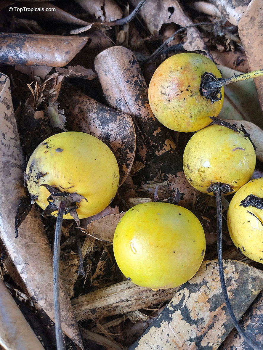 Mimusops coriacea, Pomme Jacquot, Monkey&apos;s Apple
