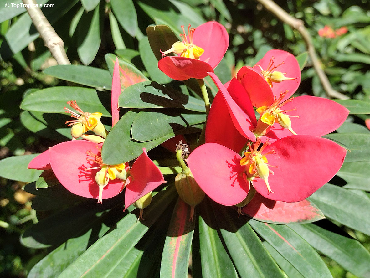 Euphorbia punicea, Jamaican Poinsettia