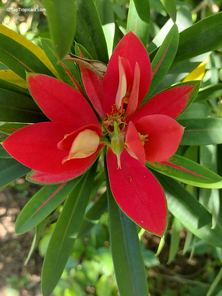 Euphorbia punicea, Jamaican Poinsettia