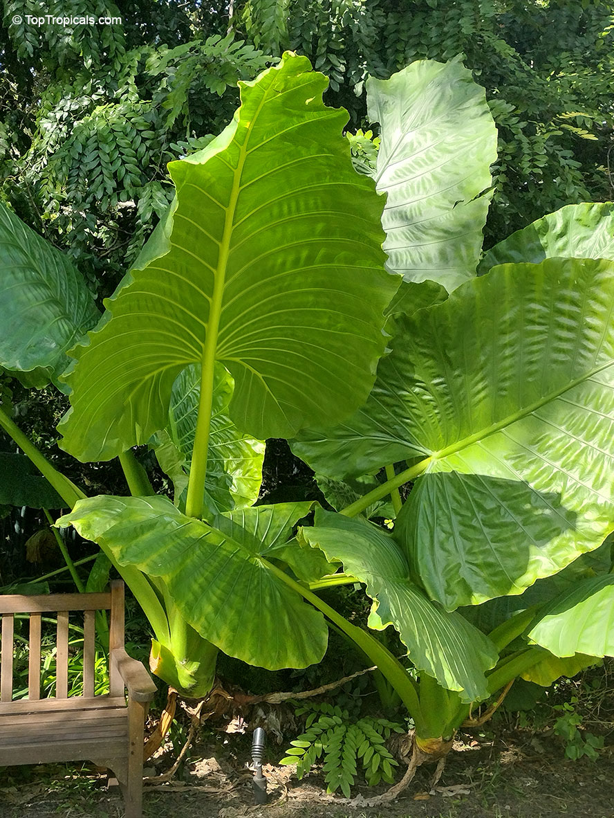 Alocasia sp., Alocasia, Taro