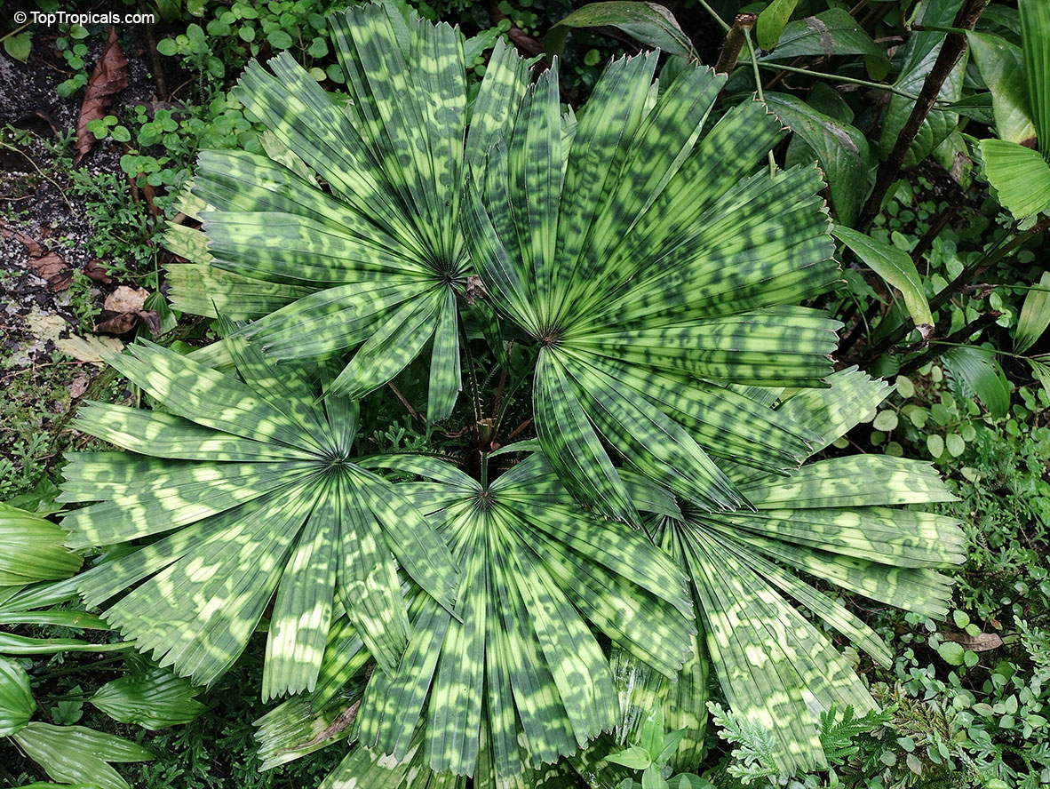 Licuala mattanensis &apos;Mapu&apos;, Paradise Palm . Licuala mattanensis 'Mapu'