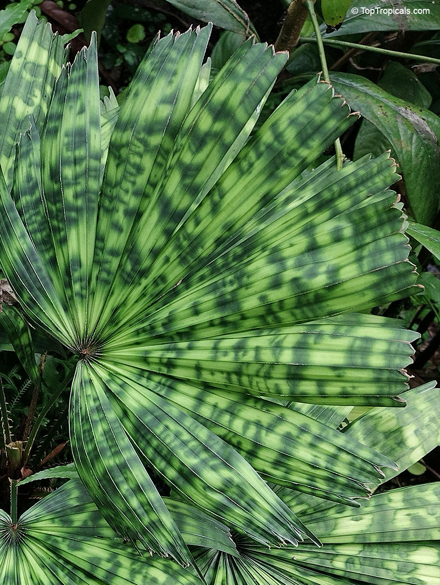 Licuala mattanensis &apos;Mapu&apos;, Paradise Palm . Licuala mattanensis 'Mapu'