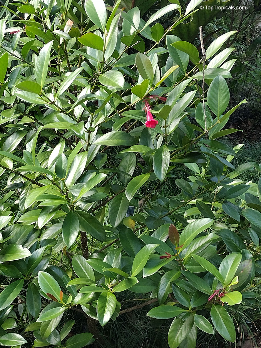 Portlandia coccinea, Pink Bell Flower, Tree Lily