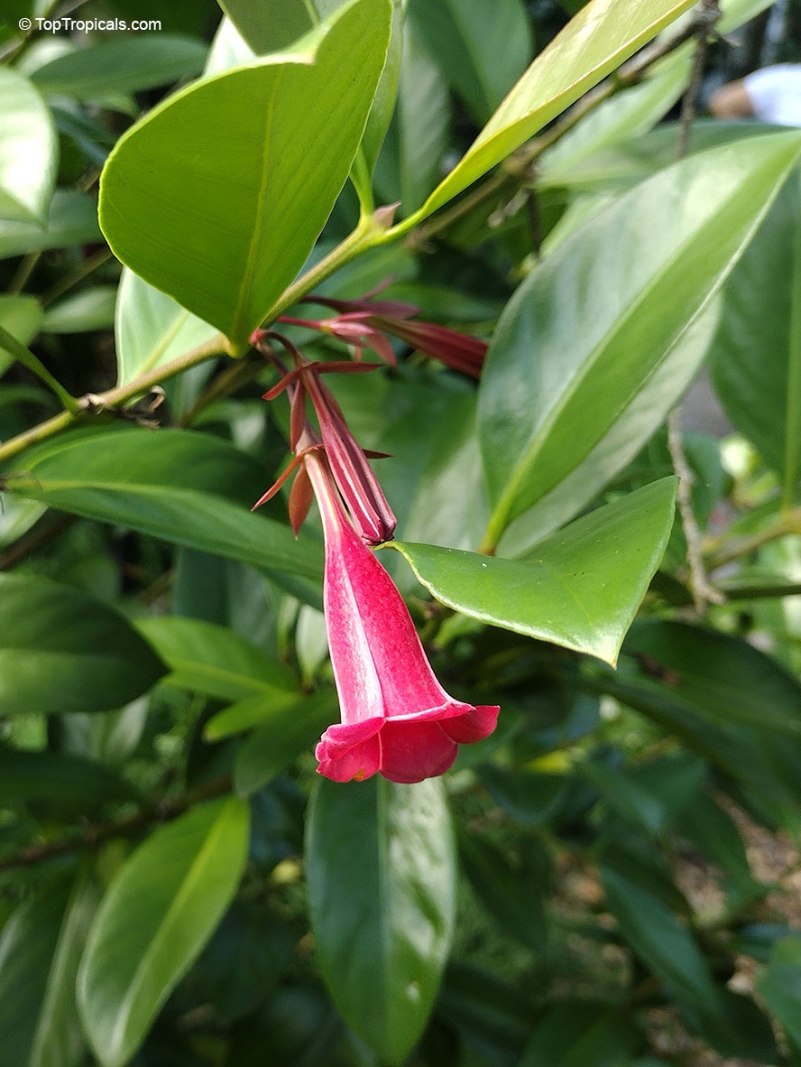 Portlandia coccinea, Pink Bell Flower, Tree Lily